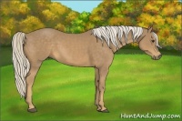 Horse Color:Palomino Sabino Rabicano 