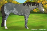 Horse Color:Liver Chestnut Ice 