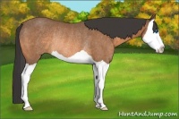 Horse Color:Buckskin Splash Rabicano