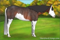 Horse Color:Brown Splash Rabicano 
