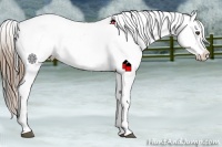Horse Color:Smoky Black Near Leopard
