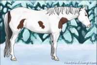 Horse Color:Bay Splash Tobiano