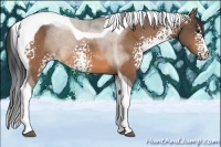 Horse Color:White Spotted Buckskin Tobiano 