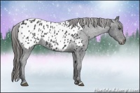 Horse Color:Black Appaloosa 