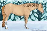 Horse Color:Gold Champagne 