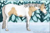 Horse Color:Silver Buckskin Dun Sabino Tobiano 