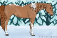 Horse Color:Chestnut Tobiano