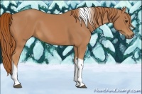Horse Color:Chestnut Tobiano