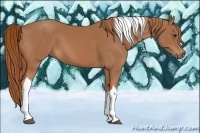 Horse Color:Chestnut Tobiano