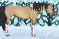 Horse Color:Bay Dun Tobiano 