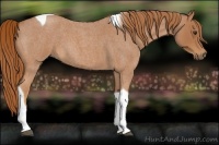 Horse Color:Red Roan Tobiano