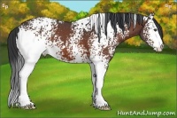 Horse Color:White Spotted Bay Roan