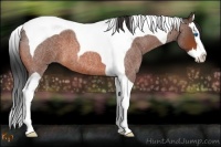 Horse Color:Bay Roan Splash Tobiano 