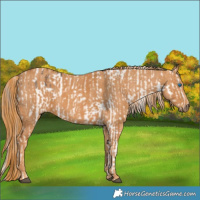 Horse Color:Brown Splash Tobiano Appaloosa  Brindle