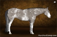 Horse Color:White Spotted Grullo Roan 