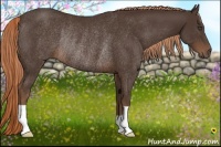 Horse Color:Liver Chestnut Rabicano 