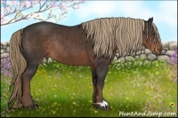 Horse Color:Liver Chestnut Rabicano