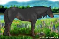 Horse Color:Liver Chestnut Rabicano