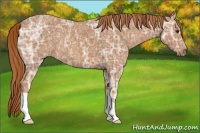 Horse Color:Chestnut Ice 