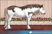 Horse Color:Liver Chestnut Splash Frame 