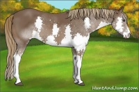 Horse Color:Liver Chestnut Splash 