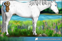 Horse Color:Black Sabino Splash 