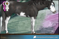 Horse Color:Liver Chestnut Splash Frame Rabicano
