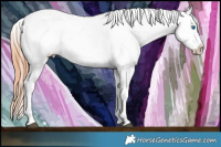 Horse Color:Black Splash Appaloosa 