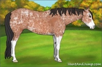 Horse Color:Bay Ice Sabino 