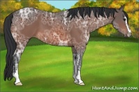 Horse Color:Bay Ice Sabino 