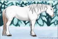 Horse Color:Chestnut Tobiano Appaloosa 