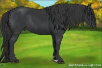 Horse Color:Black Rabicano 