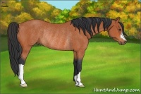 Horse Color:Bay Rabicano 