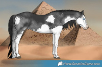 Horse Color:Black Splash Rabicano