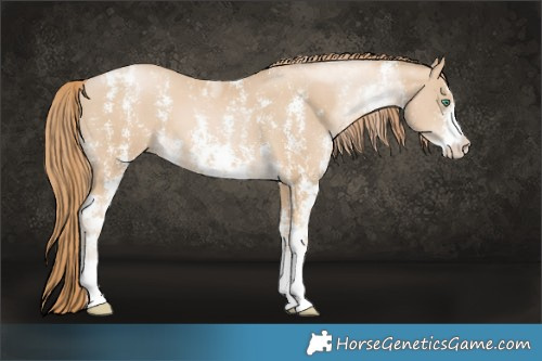 Horse Color:Smoky Black Pearl Sabino  Brindle