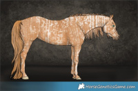 Horse Color:Smoky Black Pearl Sabino  Brindle