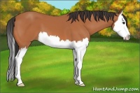 Horse Color:Bay Splash 