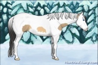 Horse Color:Buckskin Roan Dun Splash Tobiano 