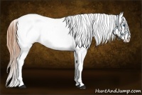 Horse Color:Bay Splash Appaloosa 