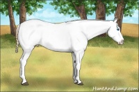 Horse Color:Grullo Pearl Splash Appaloosa  Brindle
