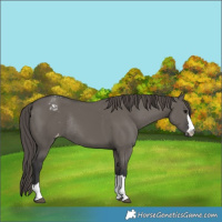 Horse Color:Grullo Snowcap Rabicano Brindle