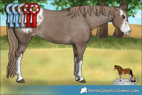 Horse Color:White Spotted Liver Red Dun Varnish Rabicano  Brindle