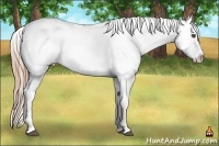 Horse Color:White Spotted Liver Red Dun Appaloosa Rabicano  Brindle