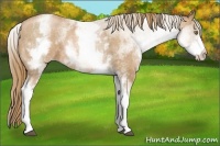Horse Color:White Spotted Chestnut Pearl Rabicano  Brindle