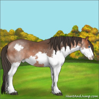 Horse Color:Bay Splash 