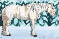 Horse Color:Grullo Pearl Tobiano Appaloosa Rabicano  Brindle