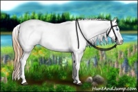 Horse Color:White Spotted Grullo Splash Appaloosa Rabicano Brindle