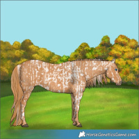 Horse Color:Grullo Splash Appaloosa Rabicano  Brindle