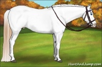Horse Color:White Spotted Grullo Splash Appaloosa Rabicano  Brindle