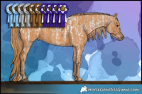 Horse Color:White Spotted Brown Dun Sabino Appaloosa Rabicano  Brindle